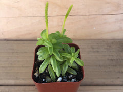 Prayer Pepper | Peperomia Dolabriformis