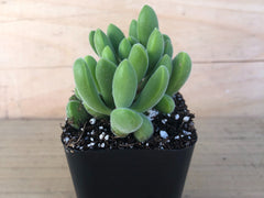 Crassula Rogersii | Schönland