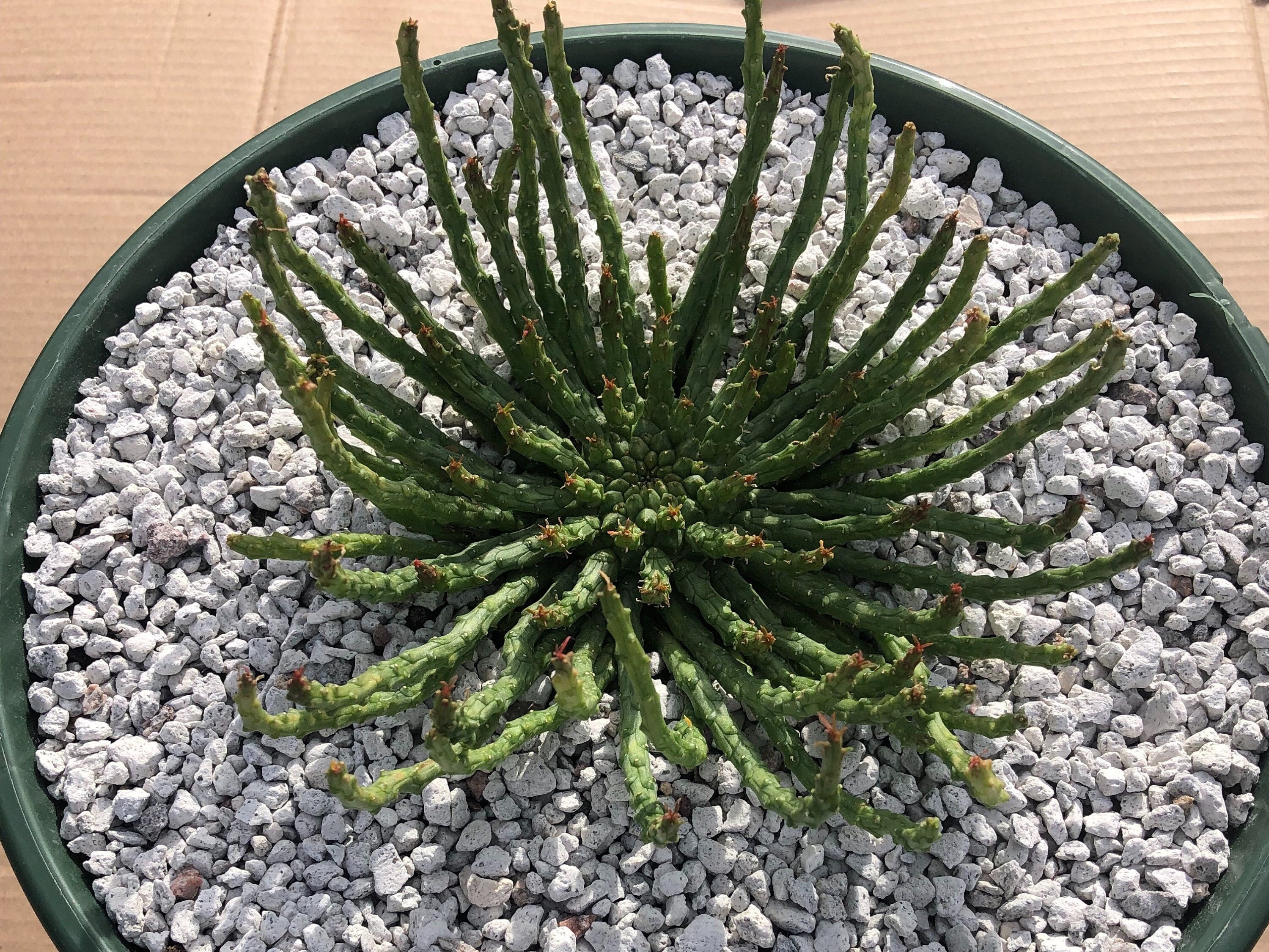 Medusa Head | Euphorbia Flanaganii