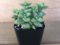 Crassula Tom Thumb