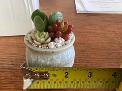 Three Tiny Succulent Arrangements