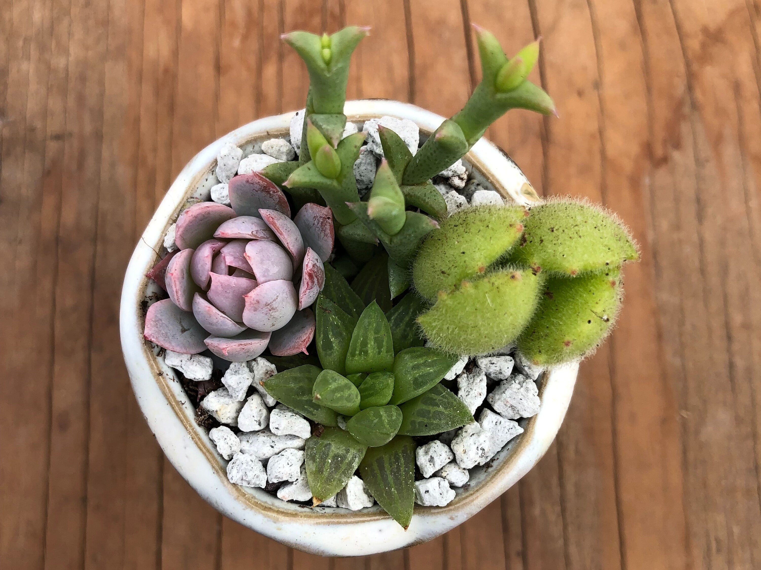 Three Tiny Succulent Arrangements