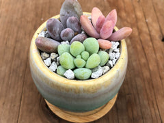 Three Tiny Succulent Arrangements