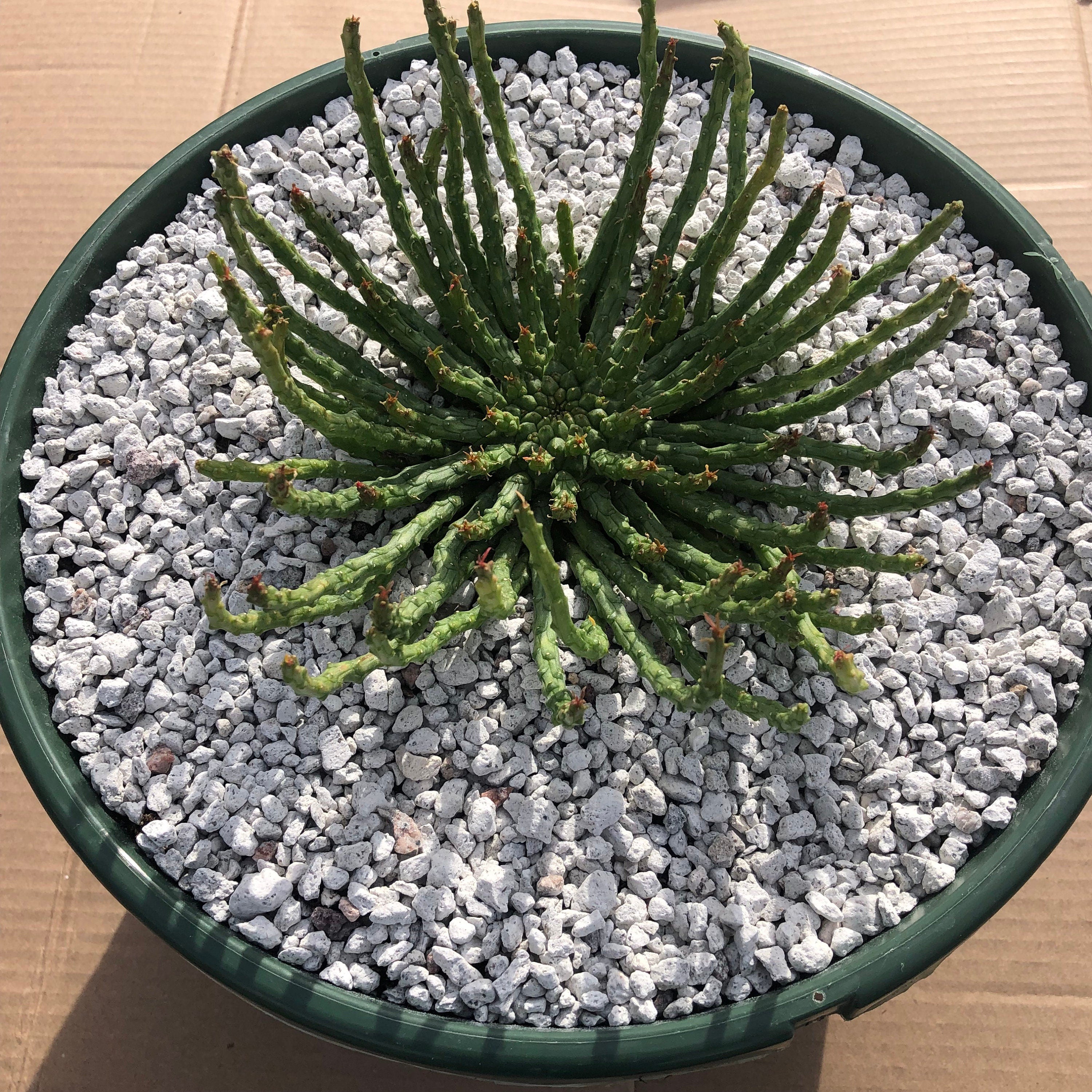 Medusa Head | Euphorbia Flanaganii