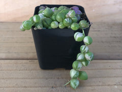 String of Pearls | Senecio Rowleyanus