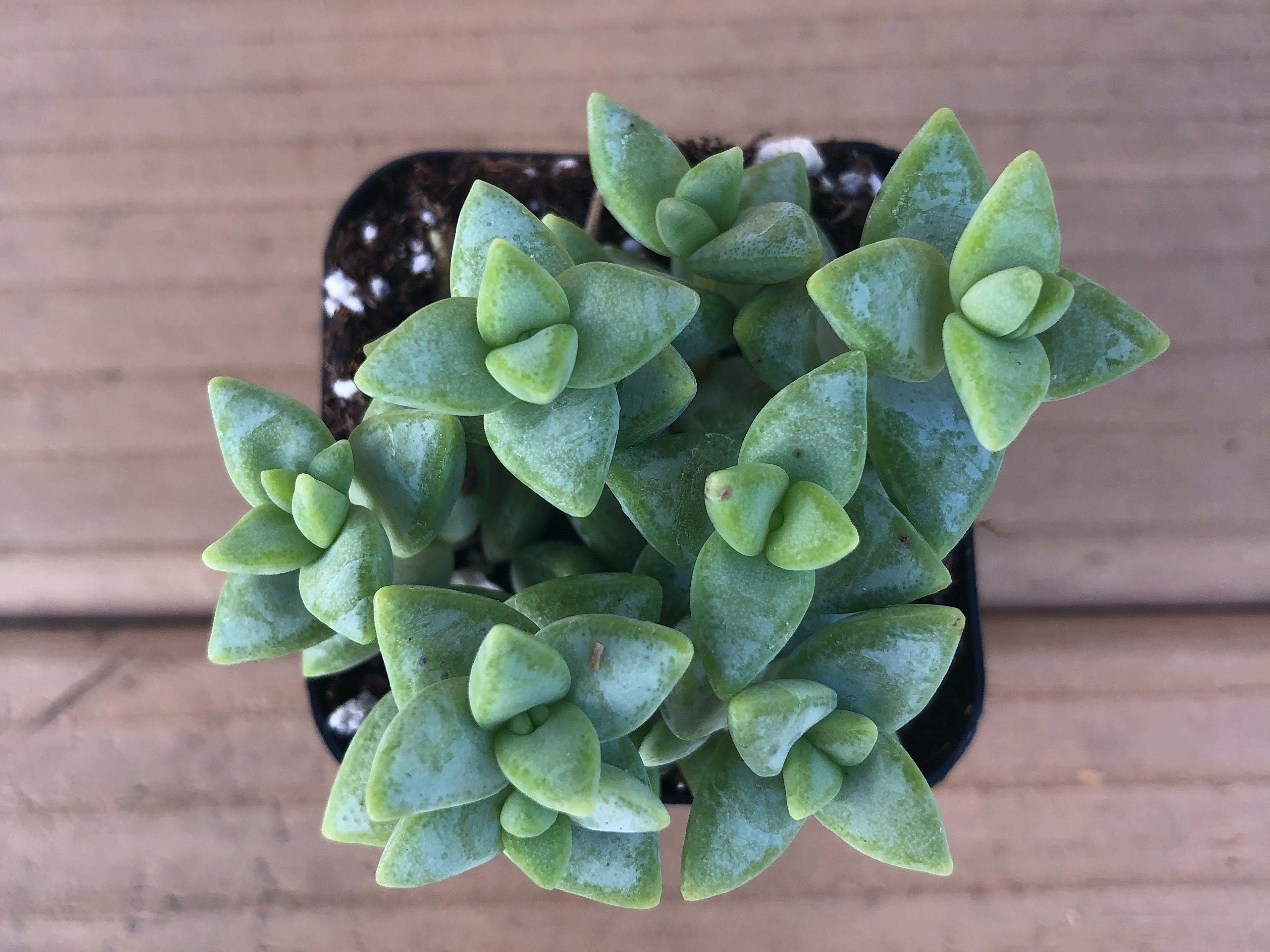 Crassula Tom Thumb