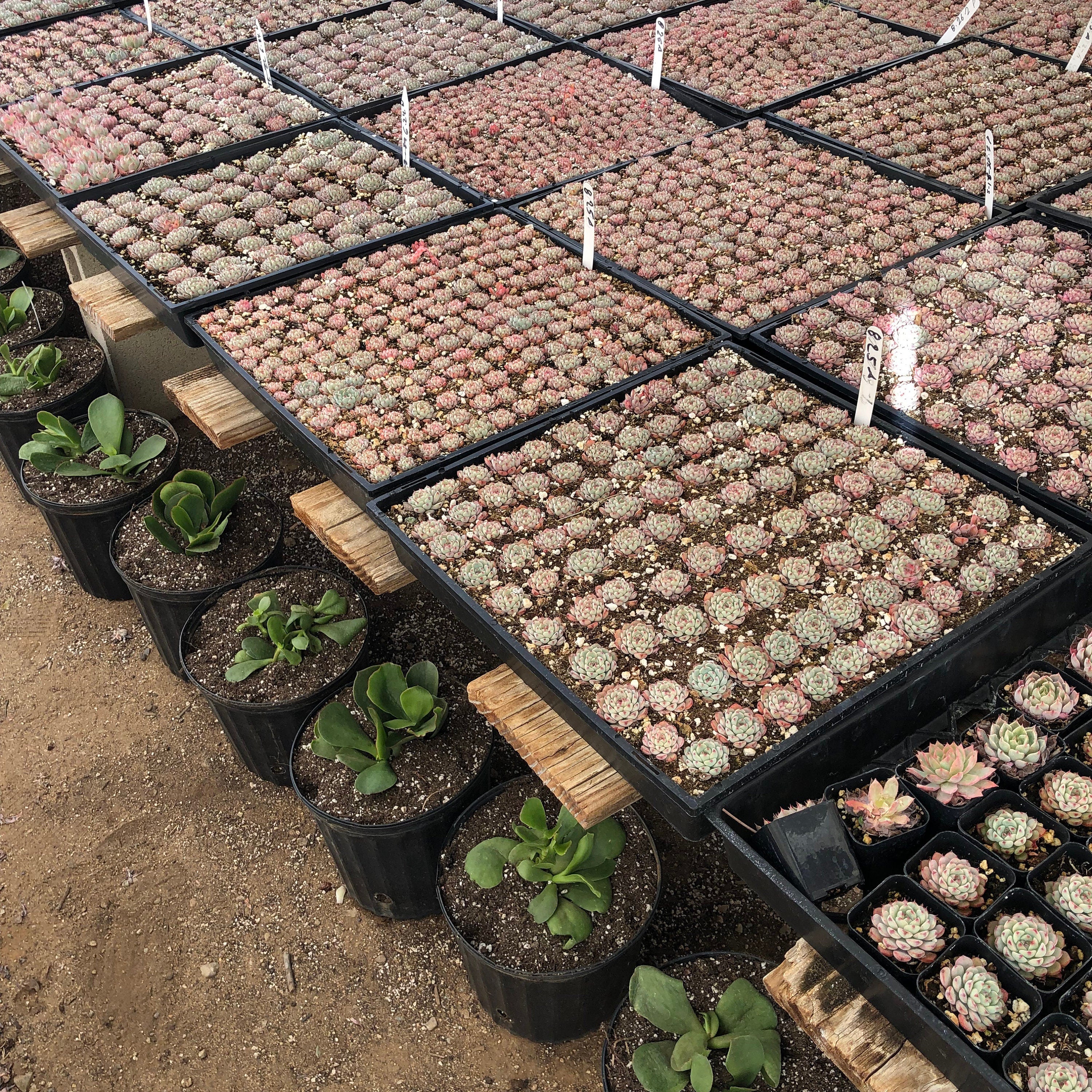 String of Buttons | Crassula Perforata | Necklace Vine | Stacked Crassula | Pagoda Plant