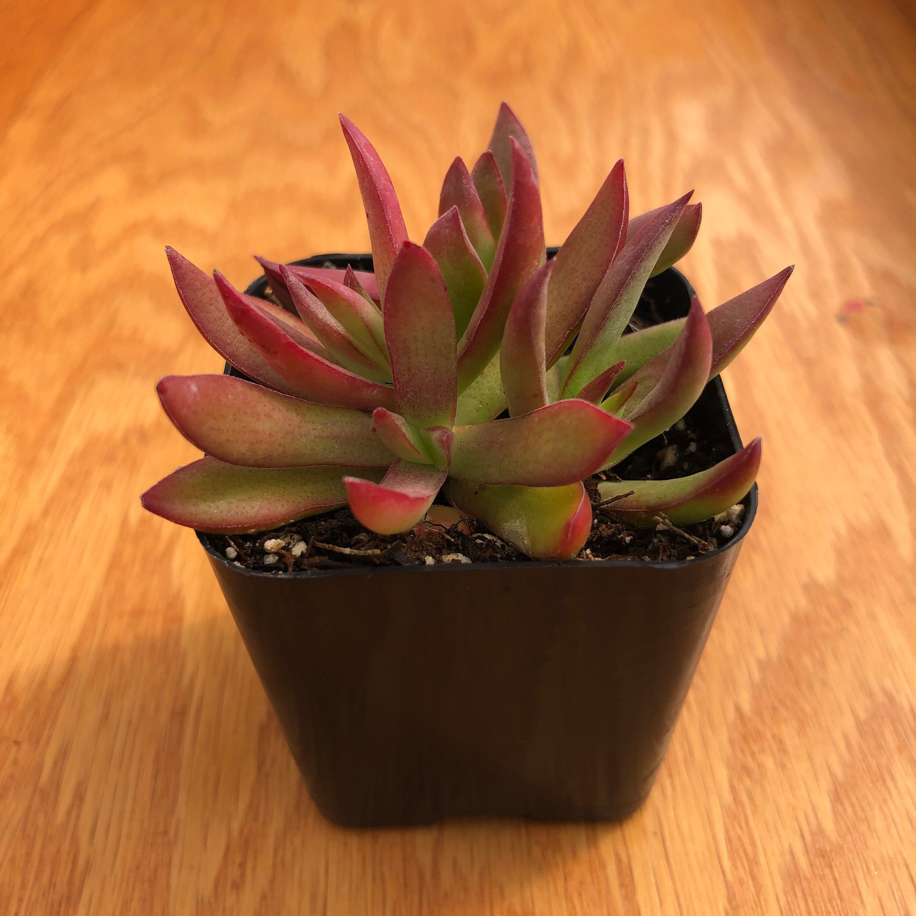 Campfire Capitella 'Crassula' | Red Pagoda