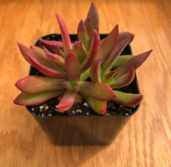 Campfire Capitella 'Crassula' | Red Pagoda