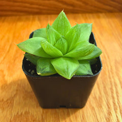 Cathedral Window Haworthia | Haworthia Cymbiformis