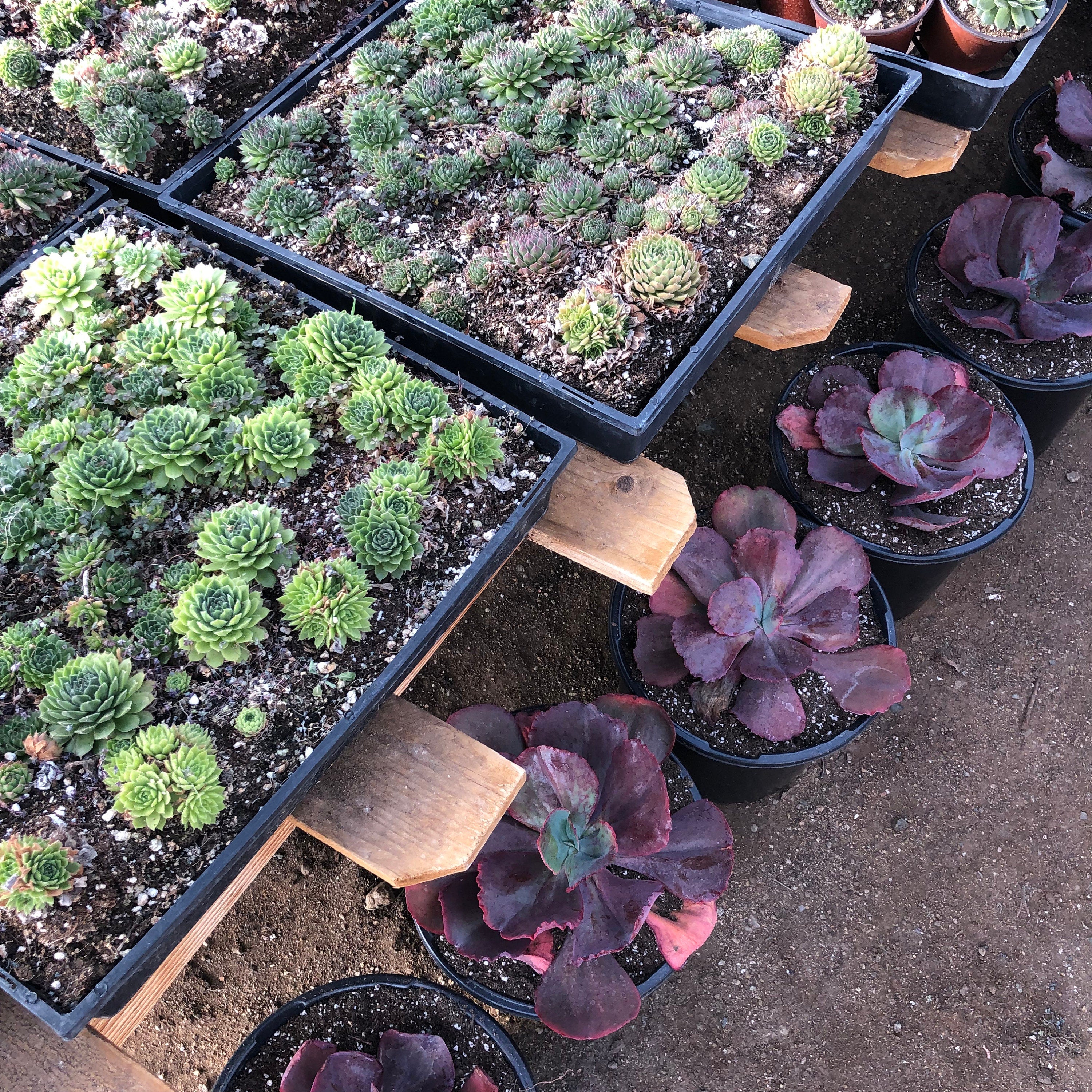 Cathedral Window Haworthia | Haworthia Cymbiformis