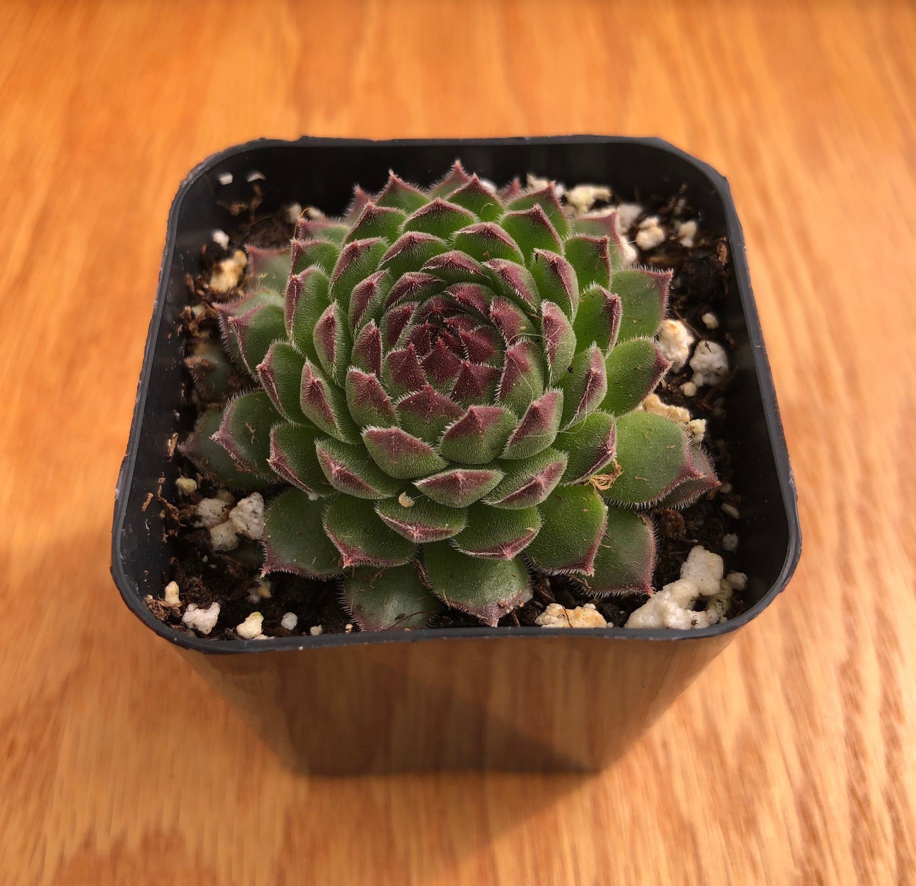 Sempervivum Tectorum | Common Houseleek