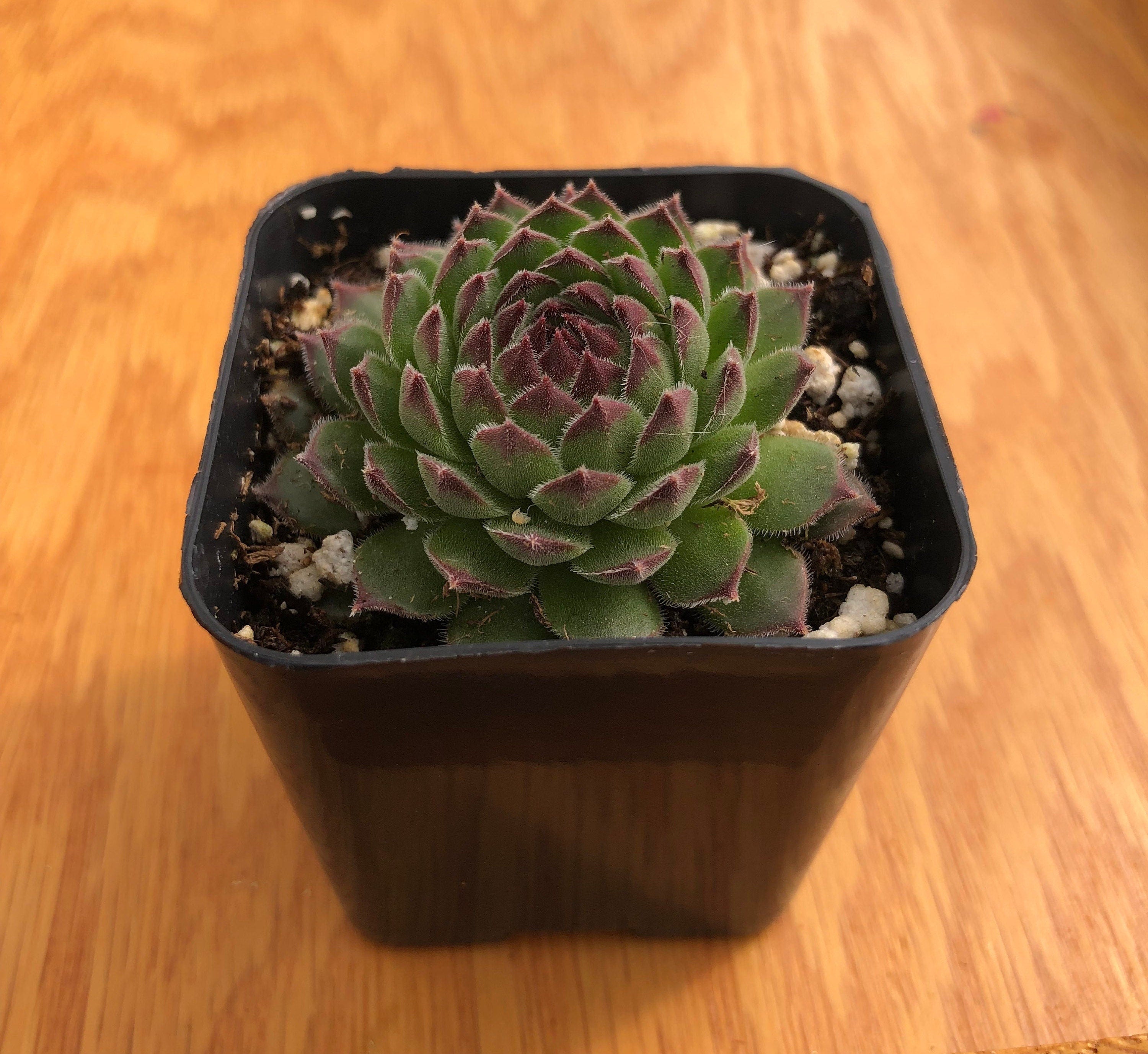 Sempervivum Tectorum | Common Houseleek