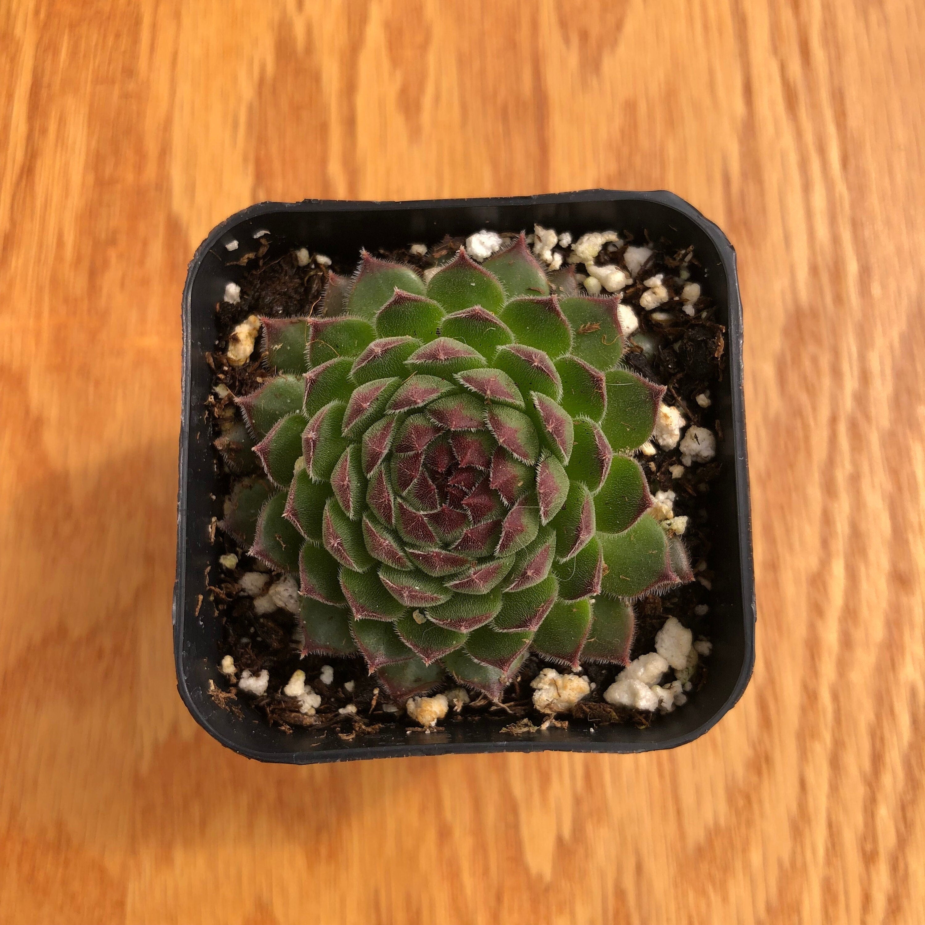 Sempervivum Tectorum | Common Houseleek