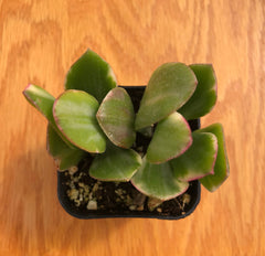 Crassula Ovata 'Variegata' | Variegated Jade Plant