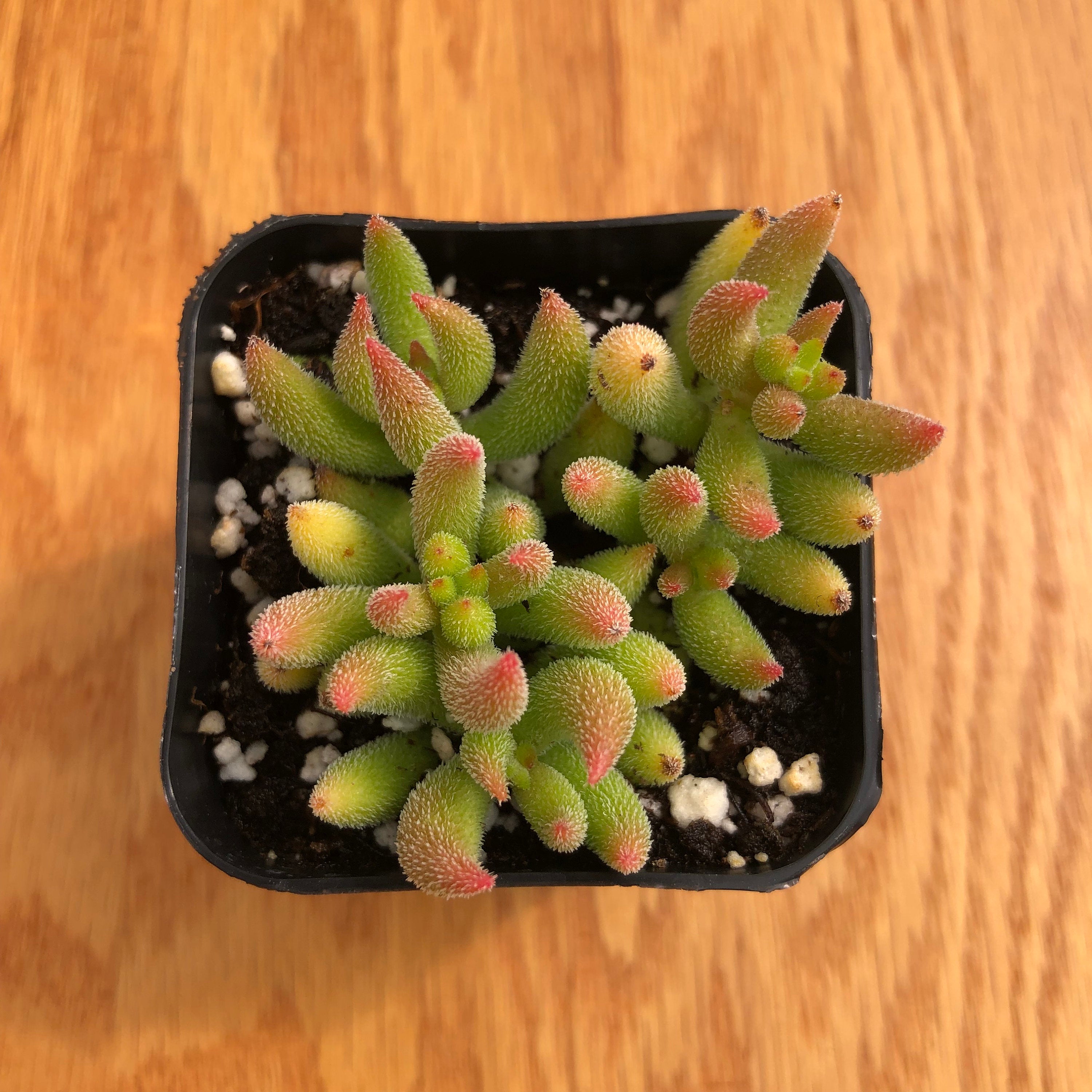 Crassula Mesembryanthemoides