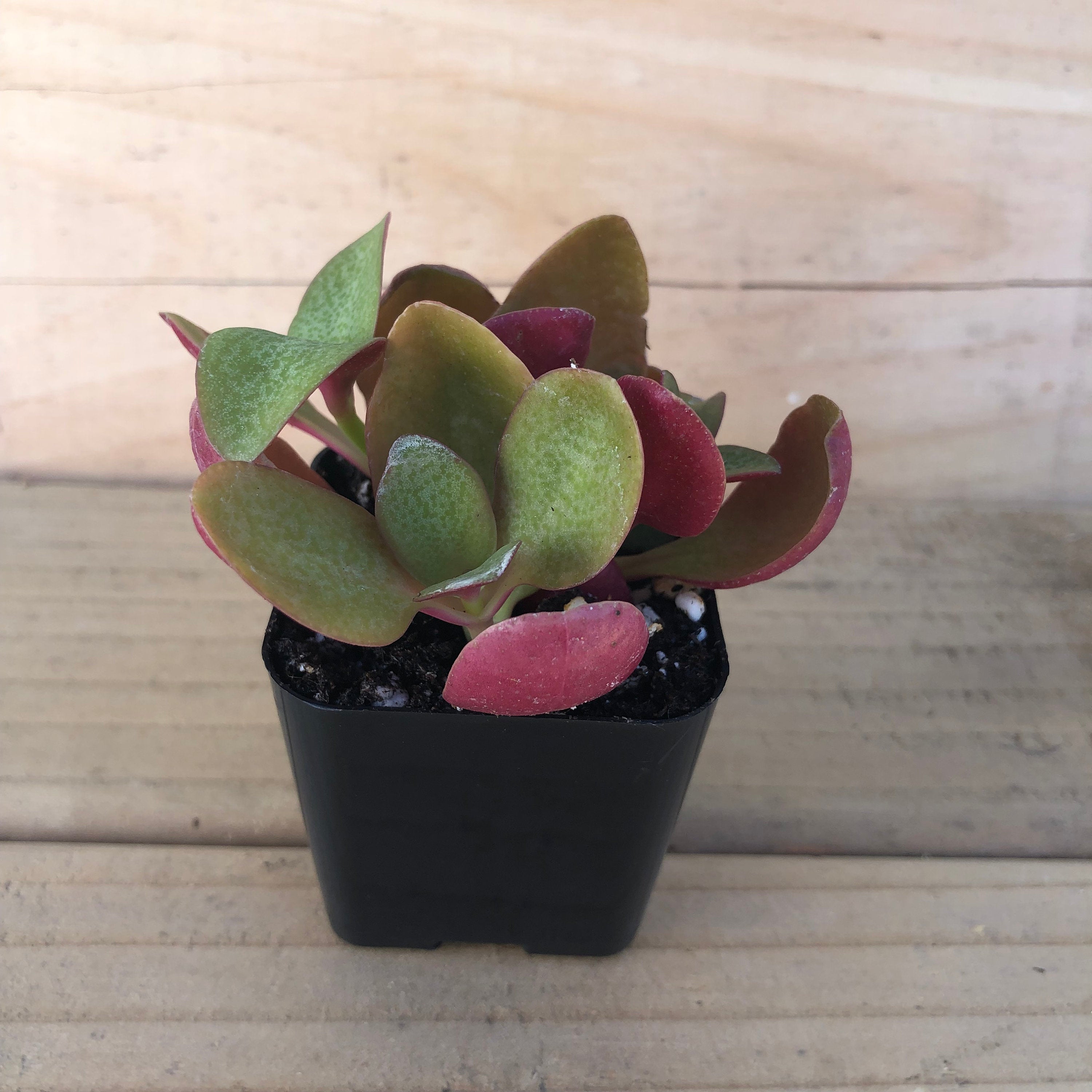 Pondo Cliff Crassula | Crassula Streyi | Red Fairy Crassula