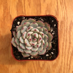 Miniature Echeveria