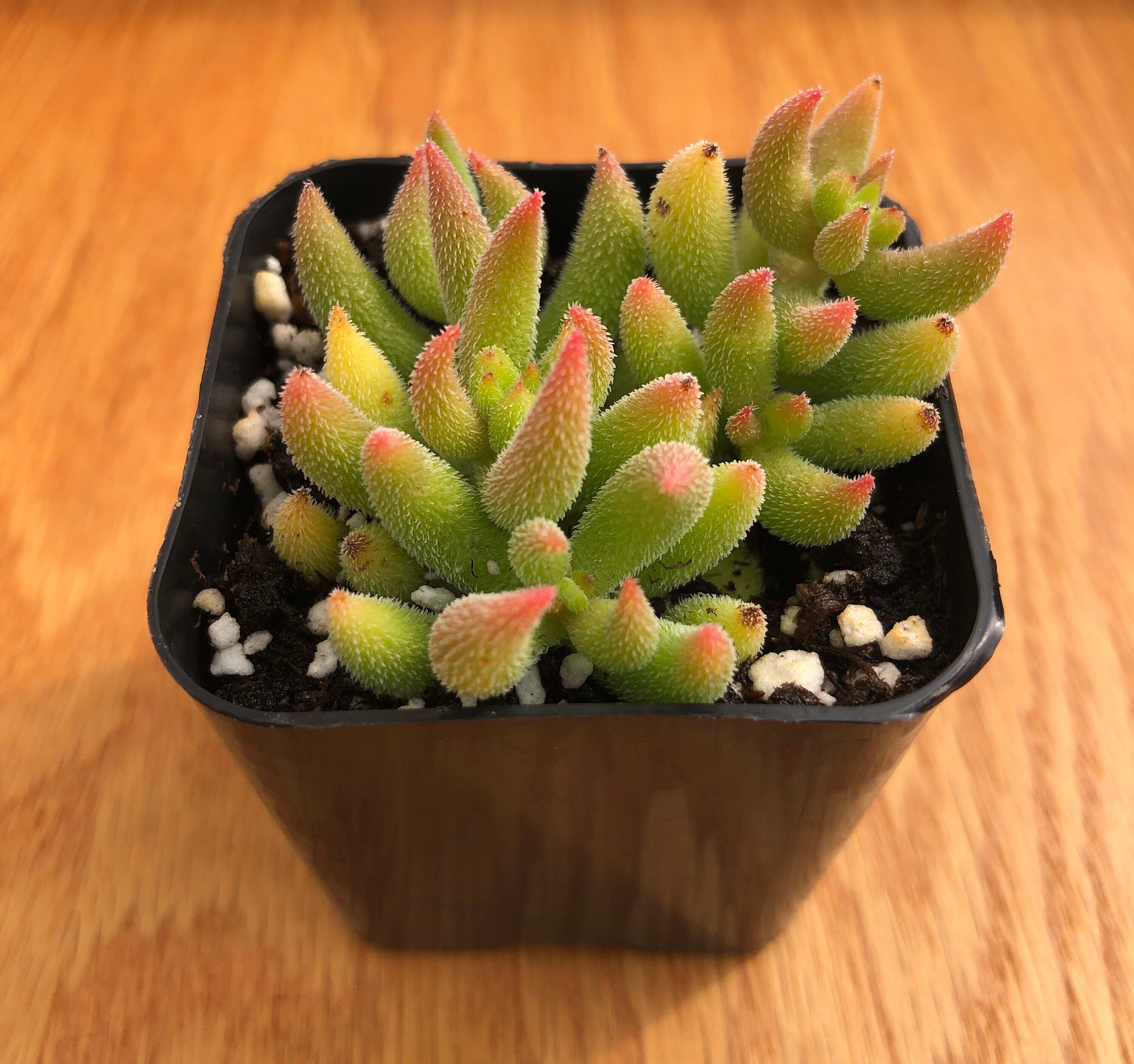 Crassula Mesembryanthemoides