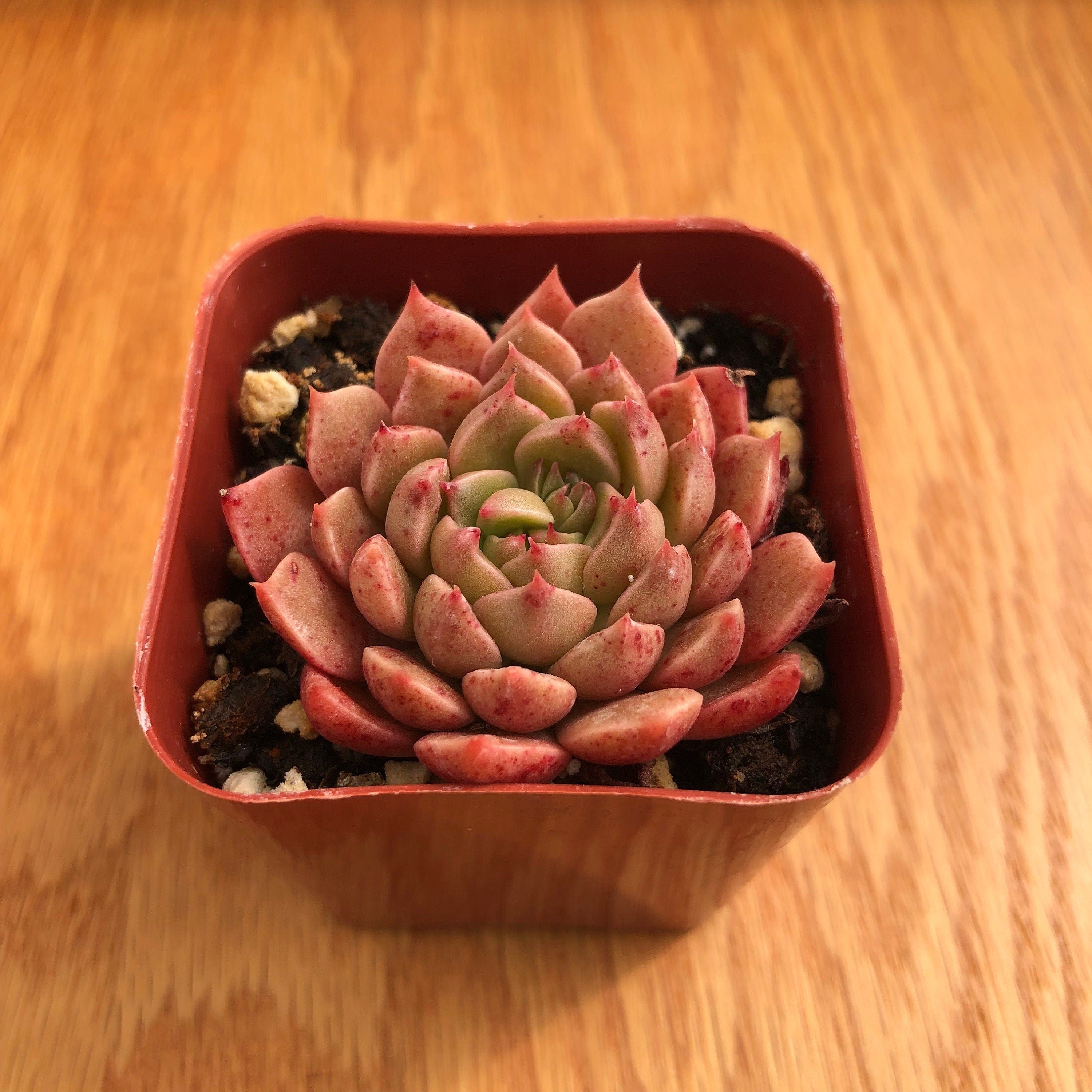 Sedeveria Pink Ruby