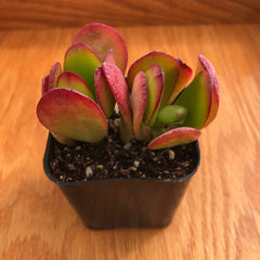 Red Crassula Jade Plant