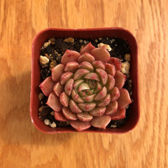 Sedeveria Pink Ruby