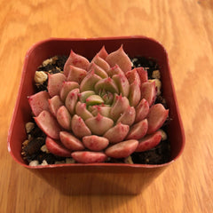 Sedeveria Pink Ruby